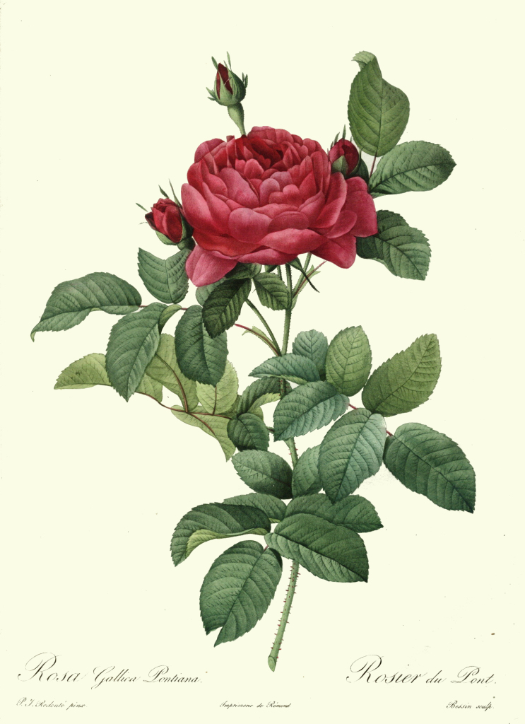 redoute_-_rosa_gallica_pontiana