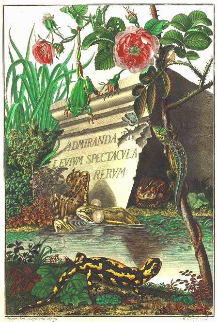 羅瑟大作《德國青蛙博物誌》(Historia naturalis Ranarum nostratium)書名插圖頁。