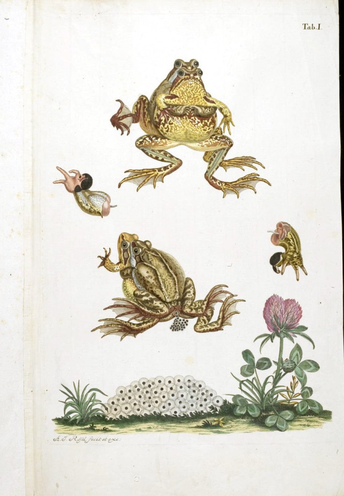 《德國青蛙博物誌》(Historia naturalis Ranarum nostratium)內頁第一張插圖。