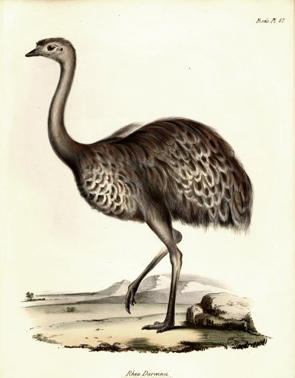 英國鳥類學家約翰‧古爾德（John Gould, 1804－1881）繪製的美洲小鴕（Rhea pennata），又名達爾文鶆䴈（Darwin's rhea），於1841年出版。在小獵犬號的行程中，達爾文最初認為美洲鴕鳥及美洲小鴕是同一種鳥的不同形態，但在旅程的後期則確定牠們是不同的物種。