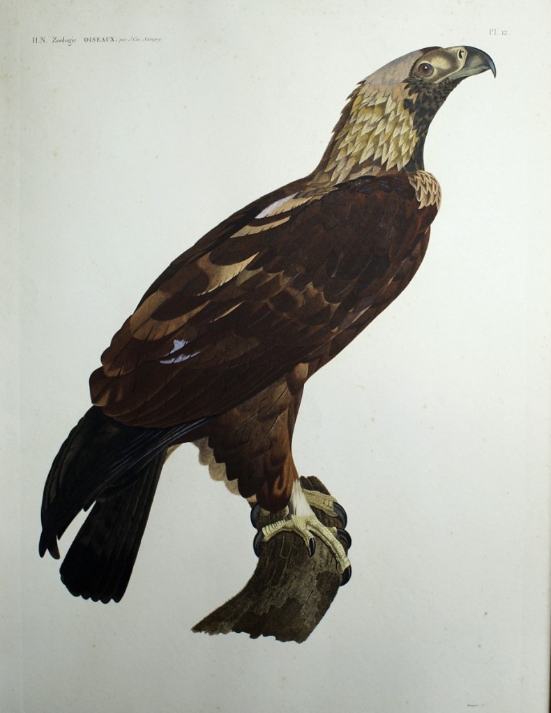 埃及老鷹，出自：《埃及記述》（Description de l'Egypte）