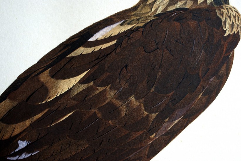 埃及老鷹羽毛細節