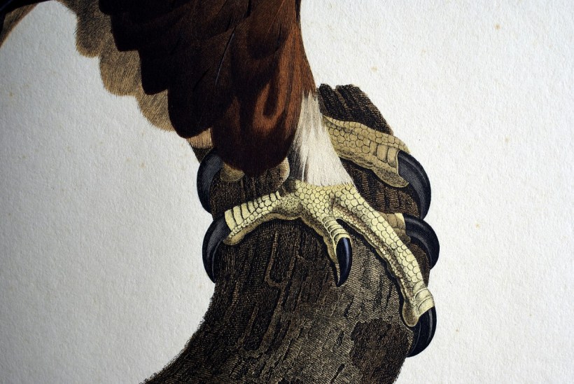 埃及老鷹爪子。