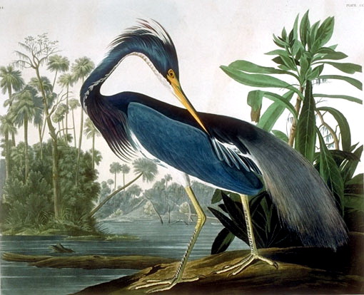 tricolor Heron